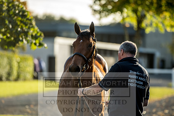 Goffs Orby 2017-413