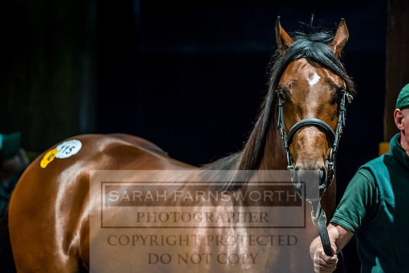 Goffs Orby 2017-227