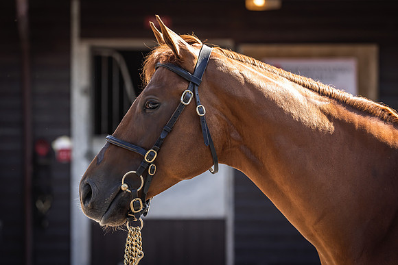Goffs UK Breeze Up 2022-174