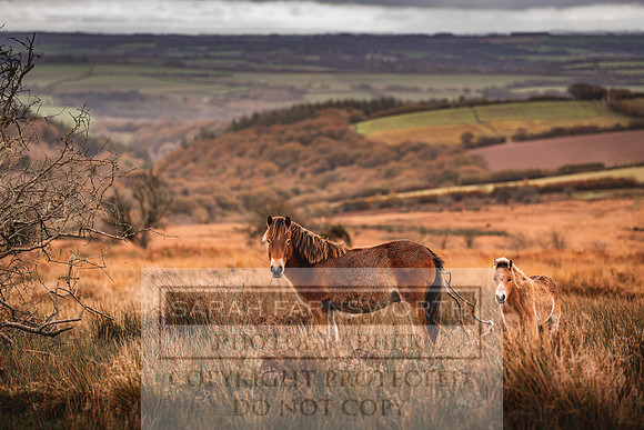 Exmoor Autumn 2020-61