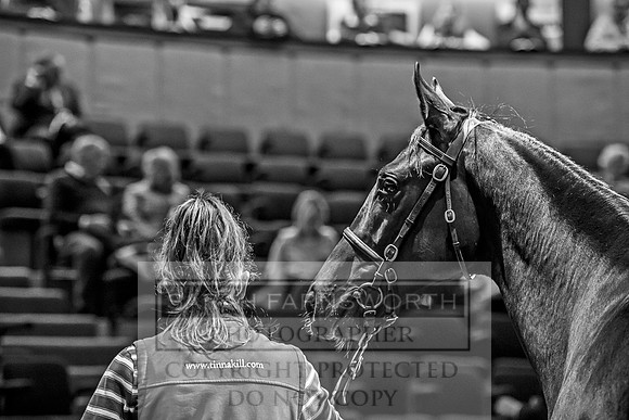 Goffs Orby 2017-242
