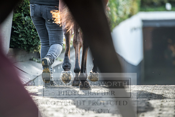 Goffs Orby 2017-144