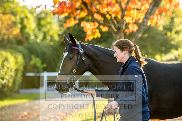 Goffs Orby 2017-435