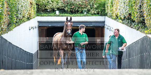 Goffs Orby 2017-150