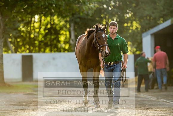 Goffs Orby 2017-351