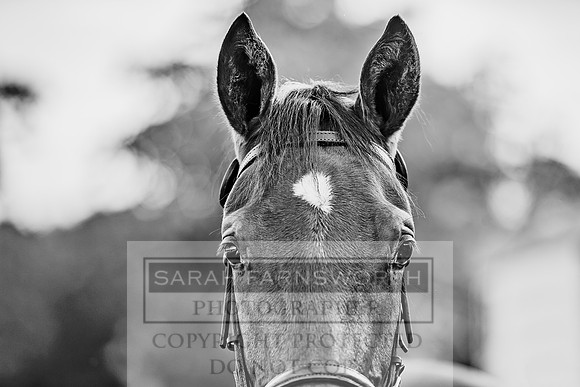Goffs Orby 2017-104