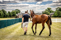 Goffs London Sale 2022-10