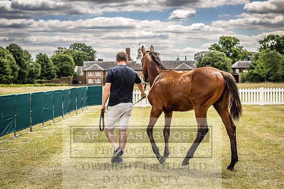 Goffs London Sale 2022-10