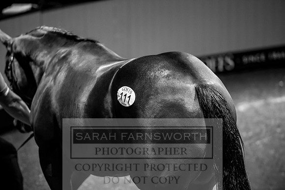 Goffs Orby 2017-222