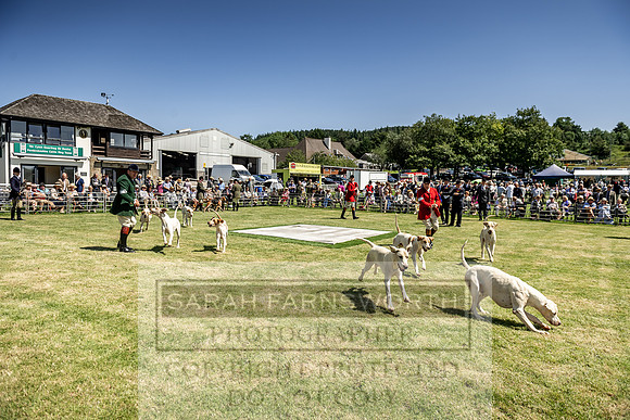 Builth Hound Show 2019-87