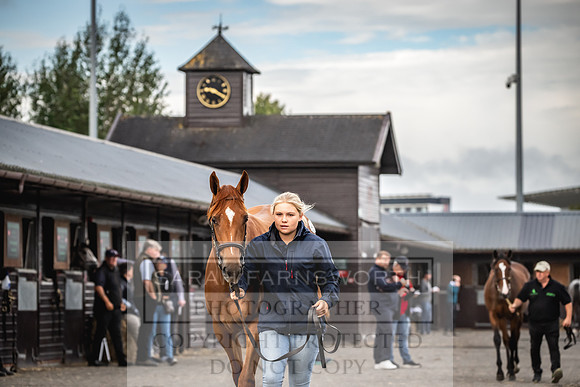 Goffs UK PY24-37