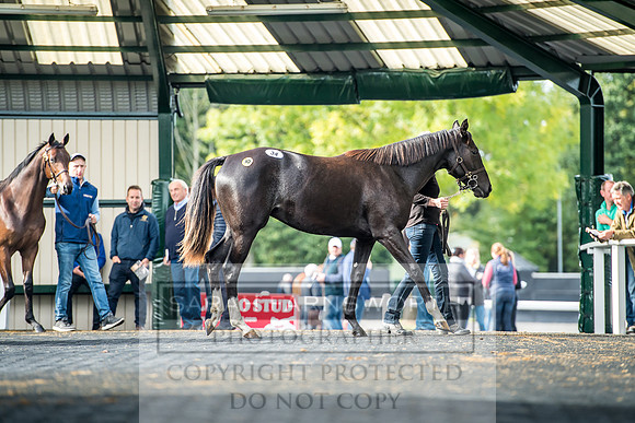 Goffs Orby 2017-195