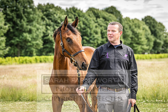 Goffs London Sale 2022-99