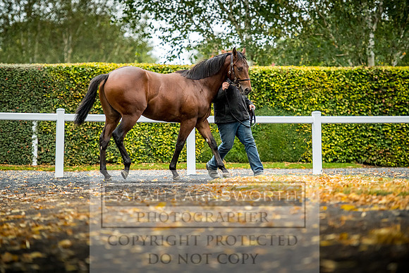 Goffs Orby 2017-579