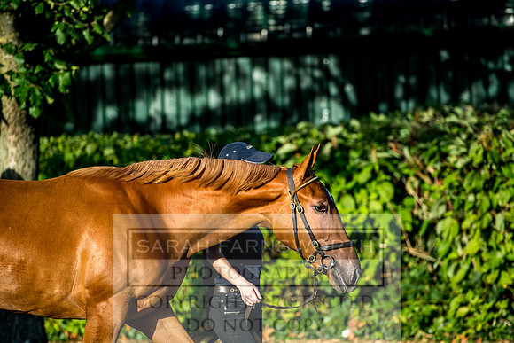 Goffs Orby 2017-407