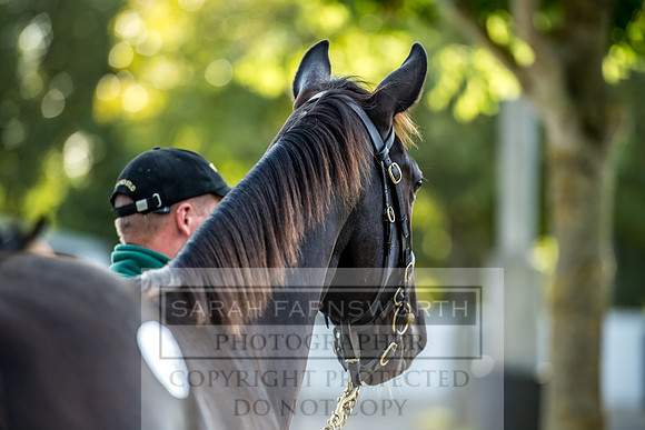 Goffs Orby 2017-341