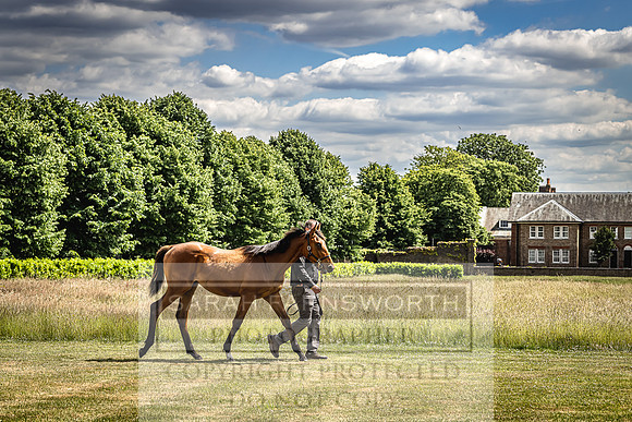 Goffs London Sale 2022-64