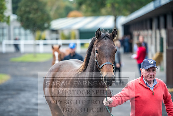 Goffs Orby 2017-52