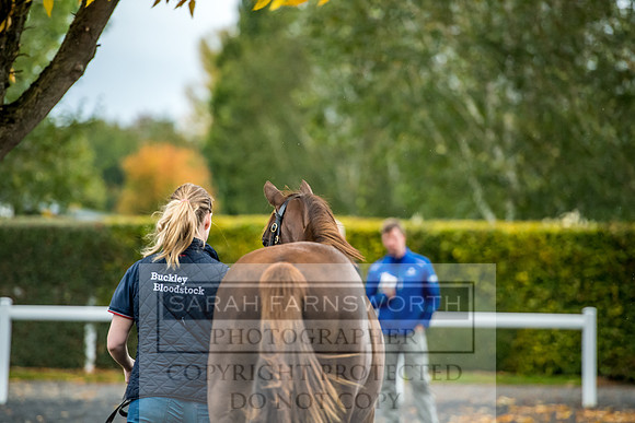Goffs Orby 2017-581