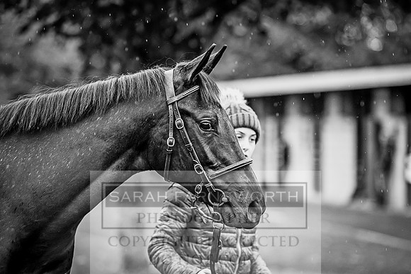 Goffs Orby 2017-563