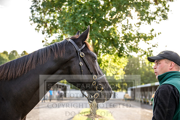 Goffs Orby 2017-335