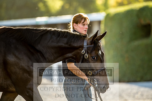 Goffs Orby 2017-392