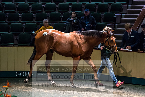 Goffs Orby 2017-701