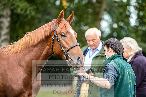 Goffs Orby 2017-73
