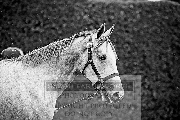 Goffs Orby 2017-707