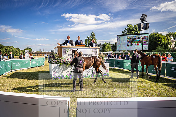 Goffs London Sale 2022-544