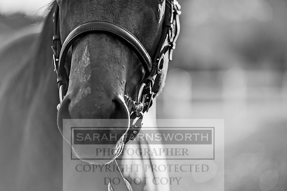 Goffs Orby 2017-422