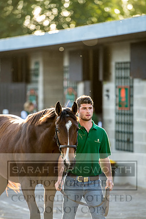 Goffs Orby 2017-408