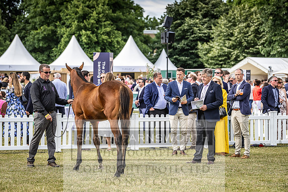 Goffs London Sale 2022-403