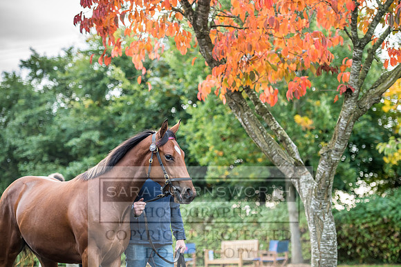 Goffs Orby 2017-23