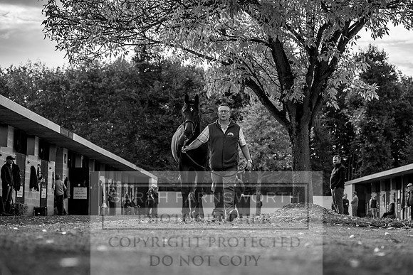 Goffs Orby 2017-250