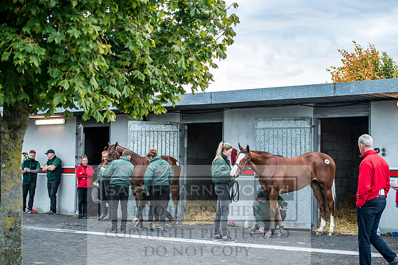 Goffs Orby 2017-54