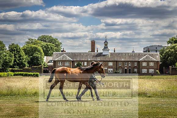 Goffs London Sale 2022-69