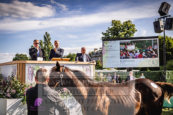Goffs London Sale 2022-549
