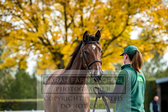 Goffs Orby 2017-183