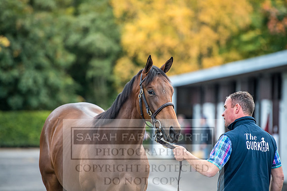 Goffs Orby 2017-60