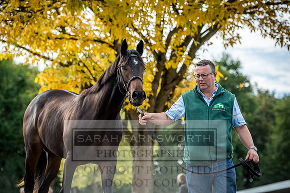 Goffs Orby 2017-252