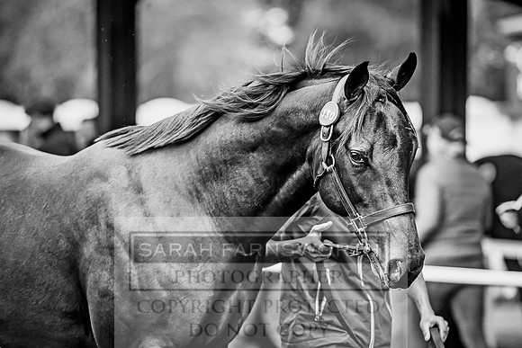 Goffs Orby 2017-667