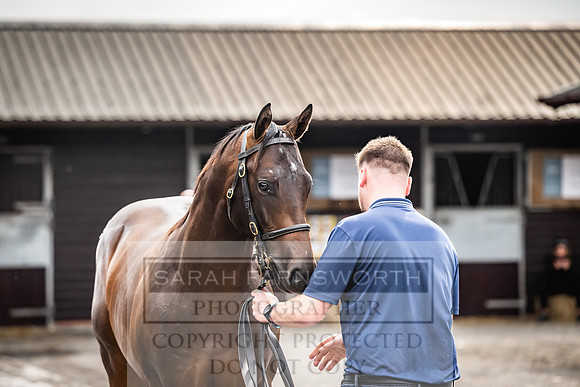 Goffs UK PY24-455