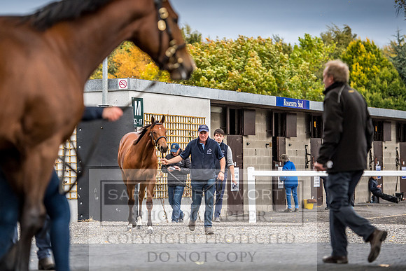 Goffs Orby 2017-641