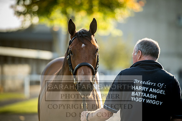 Goffs Orby 2017-416