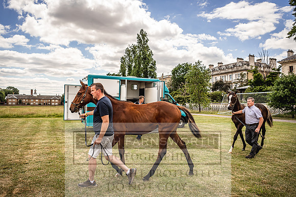 Goffs London Sale 2022-6