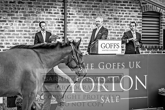 GUK Yorton Sale 2019-285