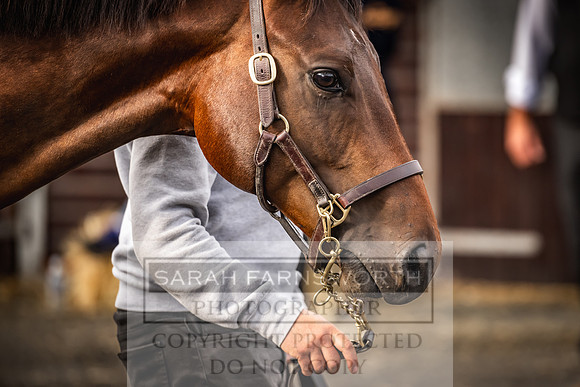 Goffs UK PY24-11