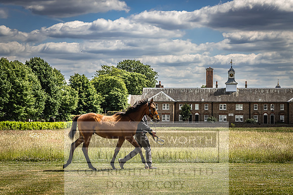 Goffs London Sale 2022-67