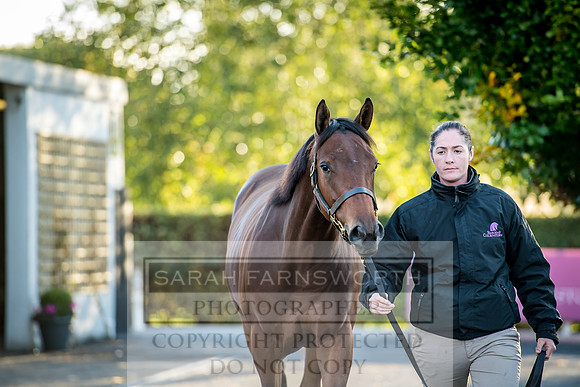 Goffs Orby 2017-448